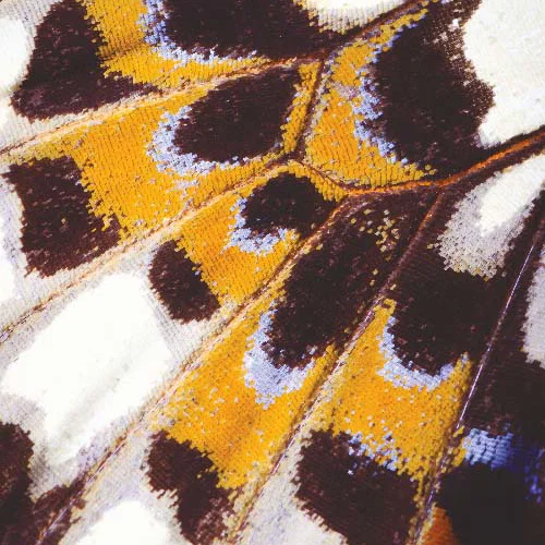 Mariposa_S panel