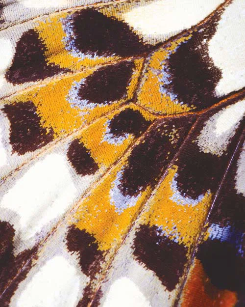 Mariposa_S panel